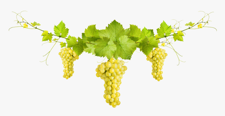 Thorn Vine Png, Transparent Png, Free Download