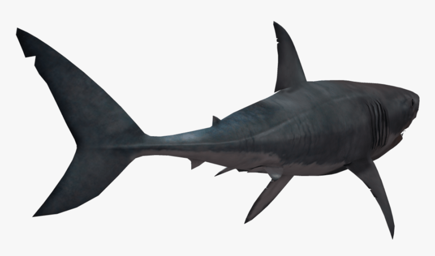 Bull Shark Clipart Transparent Background Pencil And, HD Png Download, Free Download