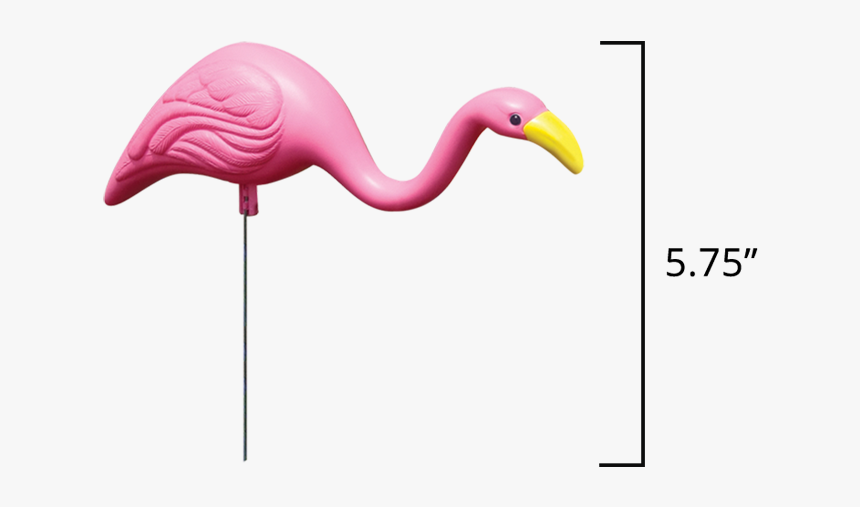 Flamingos In Mini Mingo, HD Png Download, Free Download