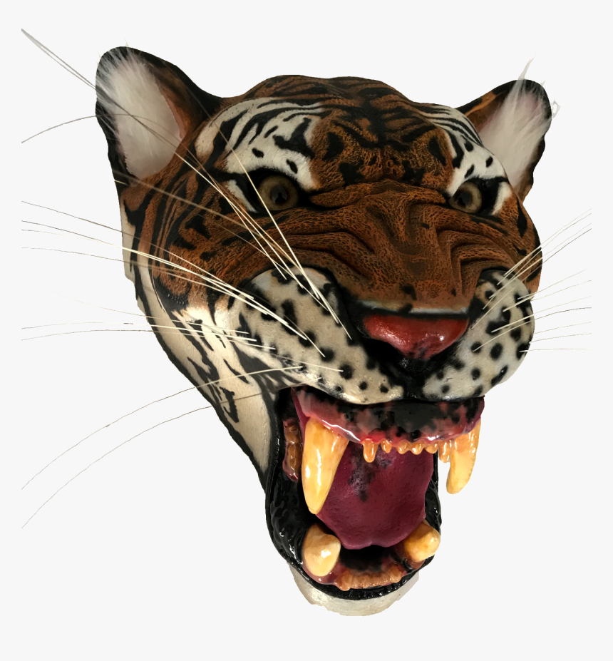 Tiger Eyes Png, Transparent Png, Free Download