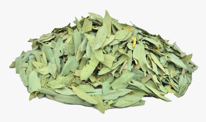 Herbs & Botanicals-senna Leaves, HD Png Download, Free Download