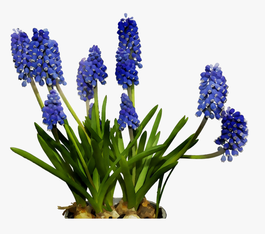 English Lavender Cut Flowers Hyacinth Bluebonnet Hd Png Download Kindpng