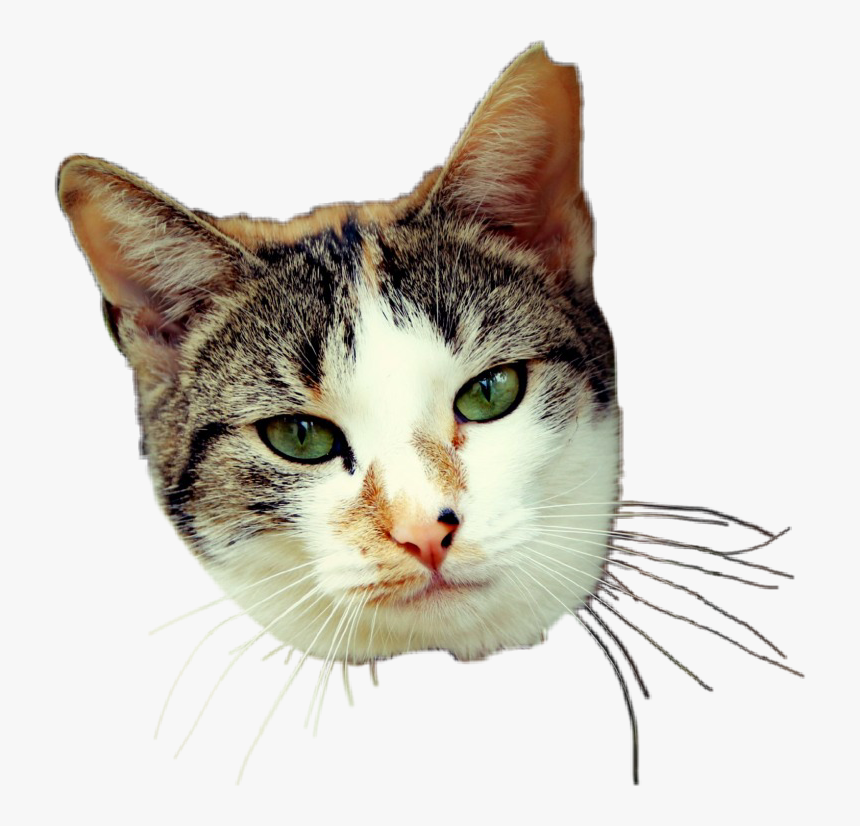 #daisy #kittylove #kitty #kitten #cat #catto #catlover, HD Png Download, Free Download