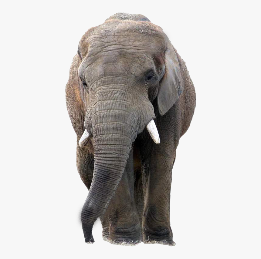 Elephants Png Free Download, Transparent Png, Free Download