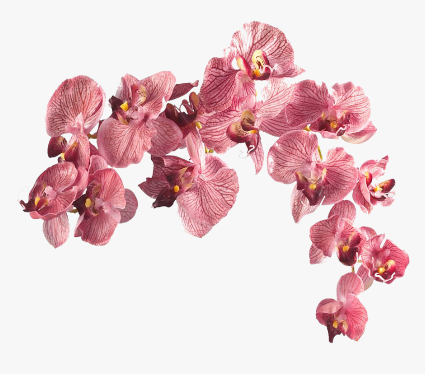 Aesthetic Flower Png, Transparent Png, Free Download