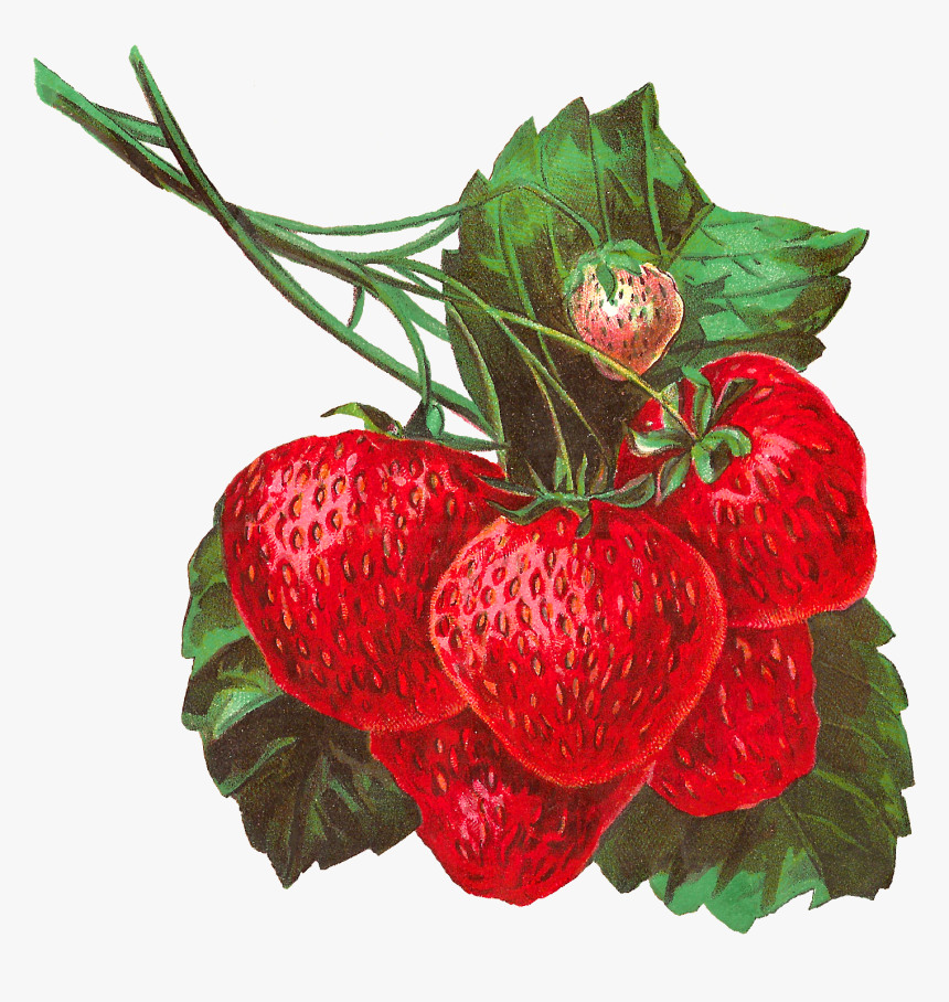 Strawberry Clipart Png, Transparent Png, Free Download