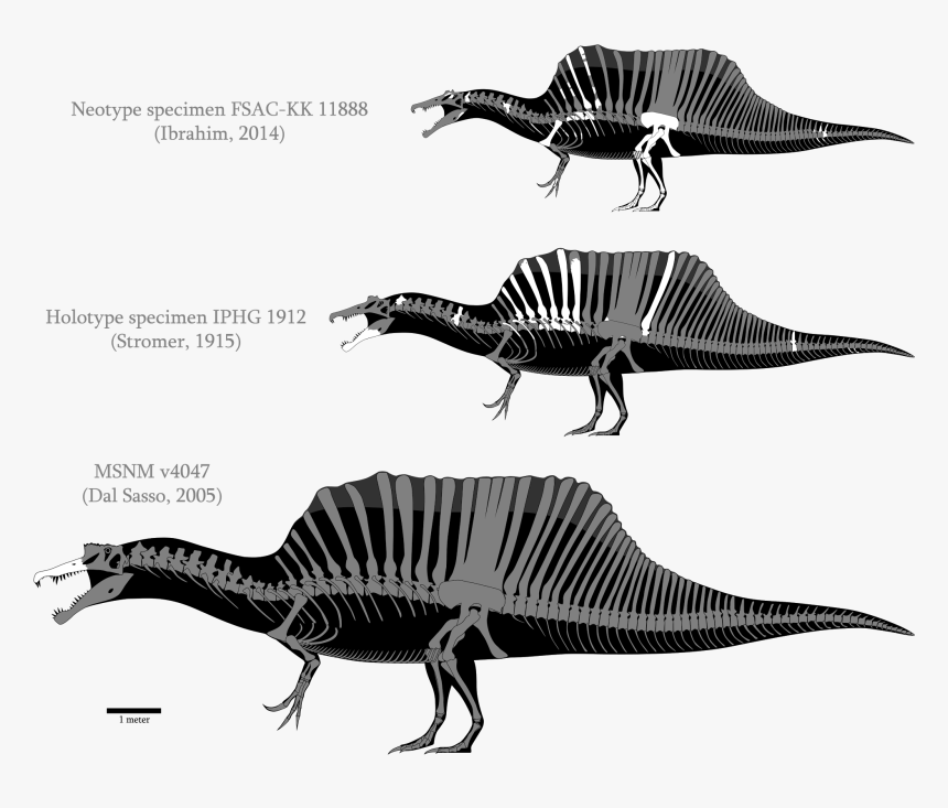 In Past Couple Of Months I Had One Research About Tyrannosaurus, HD Png Download, Free Download