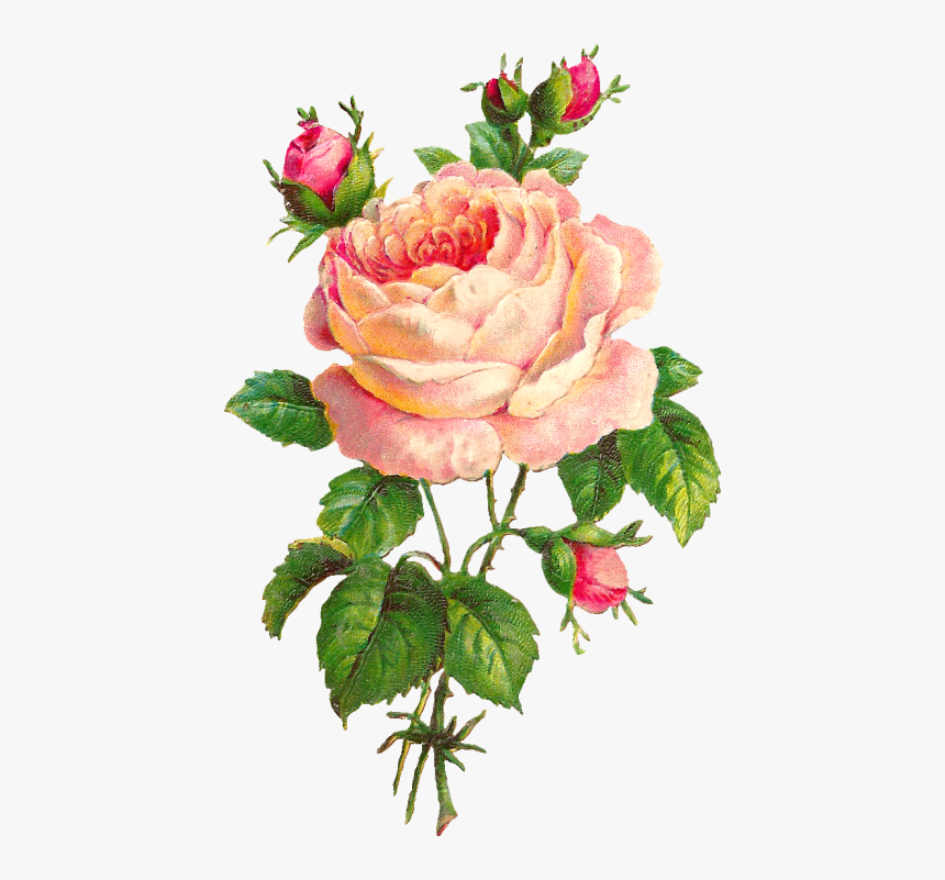 Single Red Rose Png, Transparent Png, Free Download