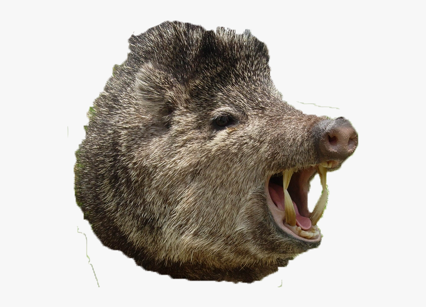 Boar Png, Transparent Png, Free Download