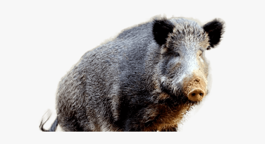 Boar Png, Transparent Png, Free Download