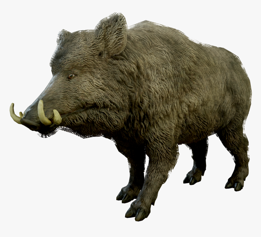 Boar Png, Transparent Png, Free Download