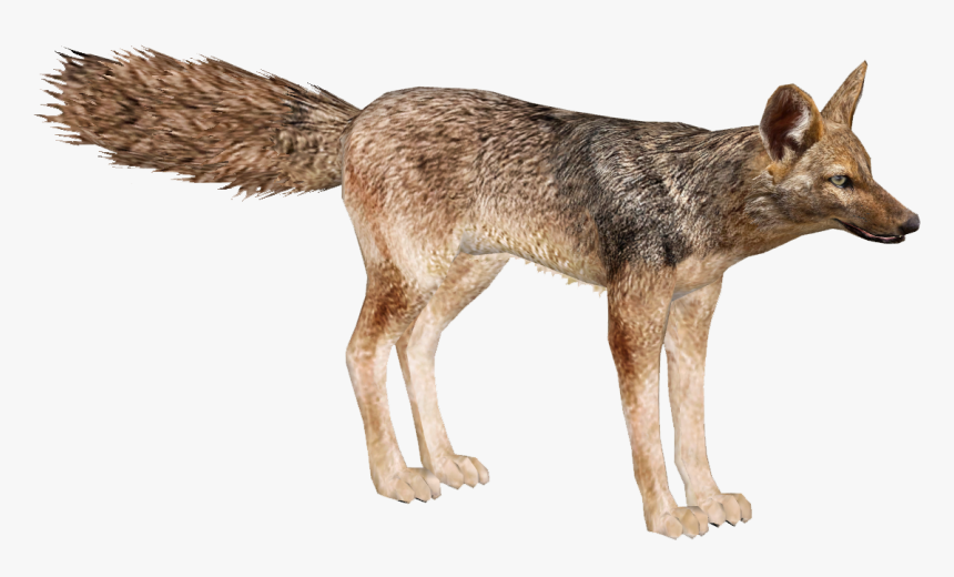 Jackal, Coyote Png, Transparent Png, Free Download