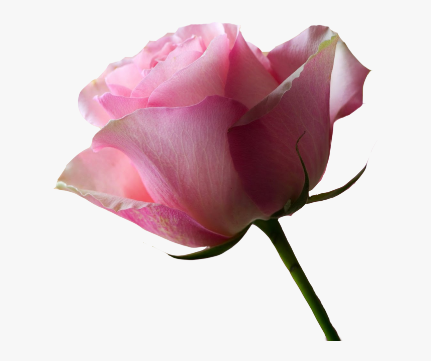 No Background / Pink Rose X 2 By Paxtonfearless1, HD Png Download, Free Download