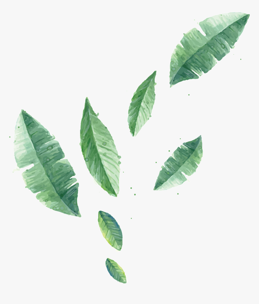 Transparent Plant Vector With Different Leaf Sizes, HD Png Download, Free Download