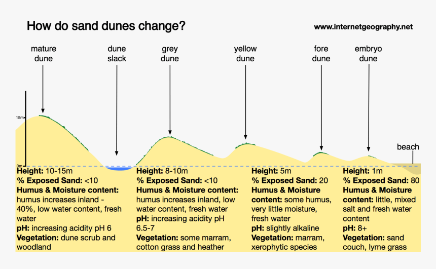 How Do Sand Dunes Change With Distance From The Beach, HD Png Download, Free Download