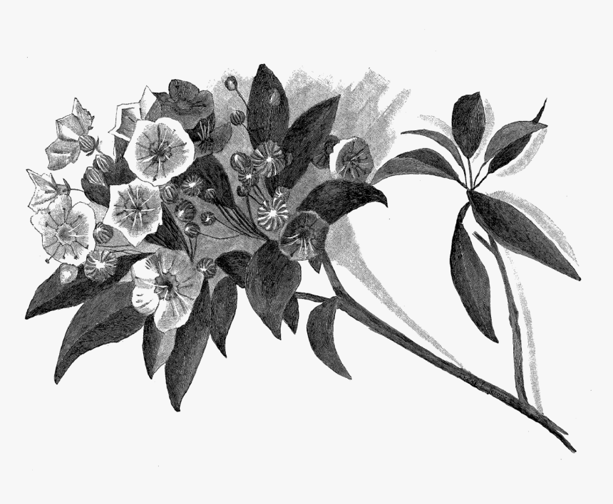 Botanical Drawing Pencil, HD Png Download, Free Download