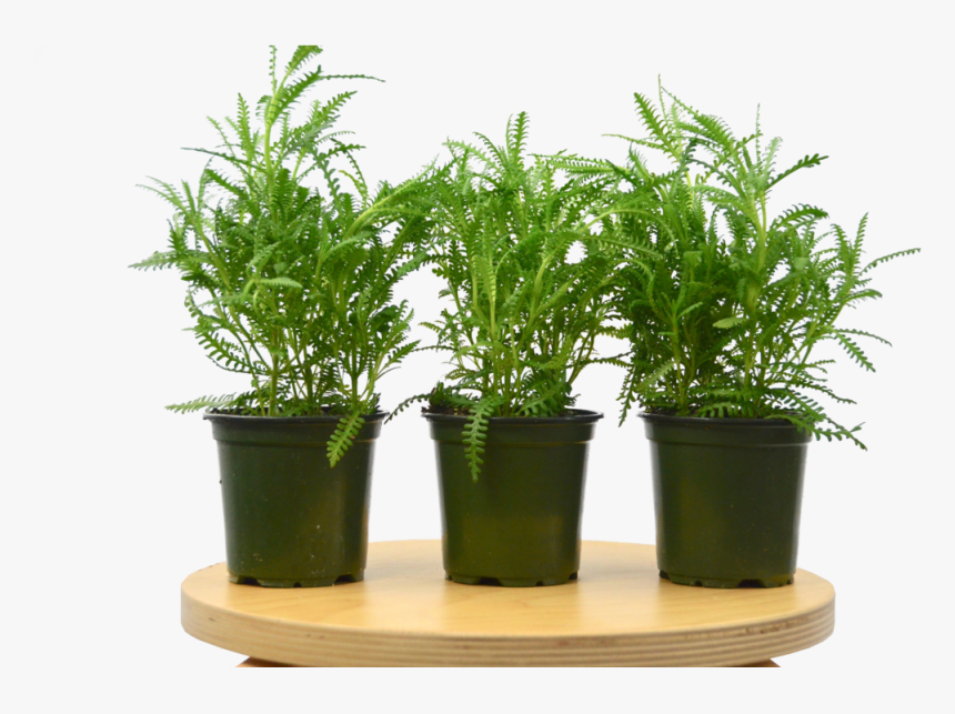 Transparent Lavender Plant Png, Png Download, Free Download