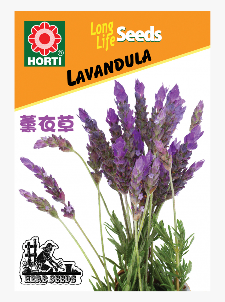 Lavender Plant Png, Transparent Png, Free Download