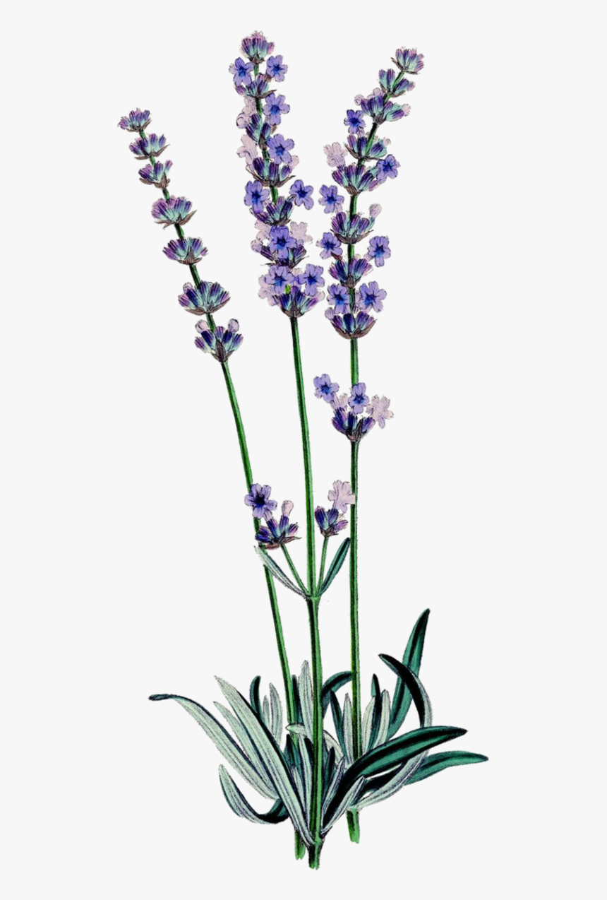 Drawn Lavender Purple Lavender, HD Png Download, Free Download