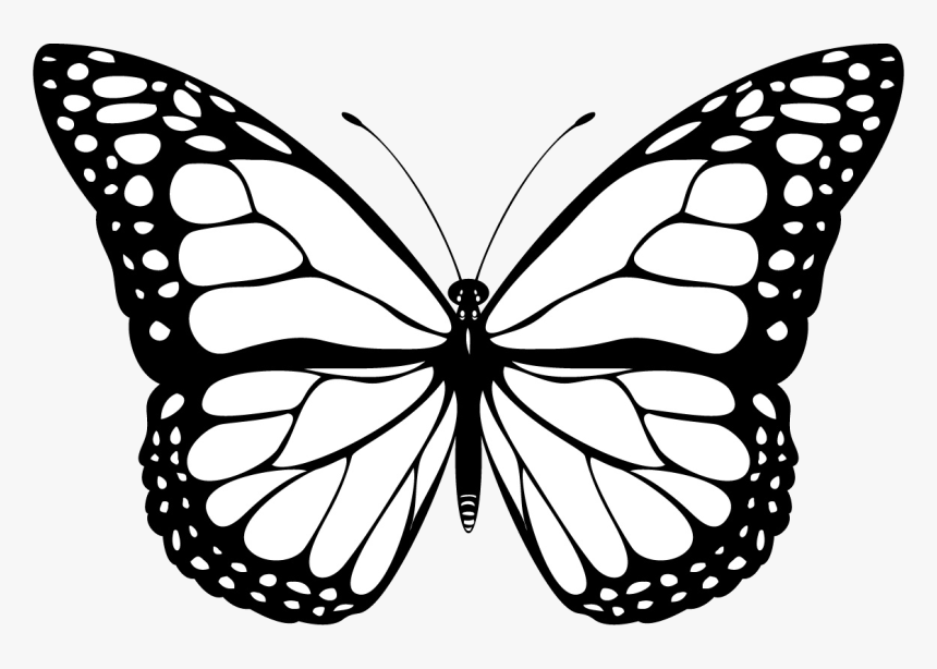 borboleta png