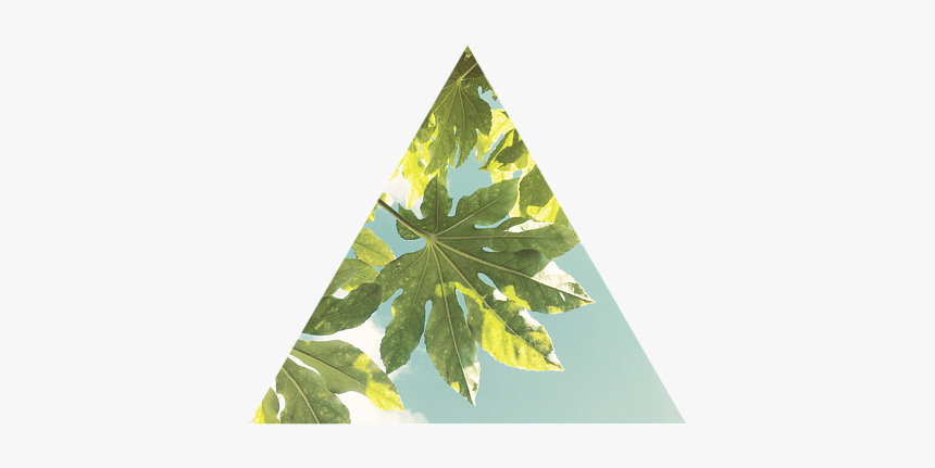 Fig Leaf Png, Transparent Png, Free Download