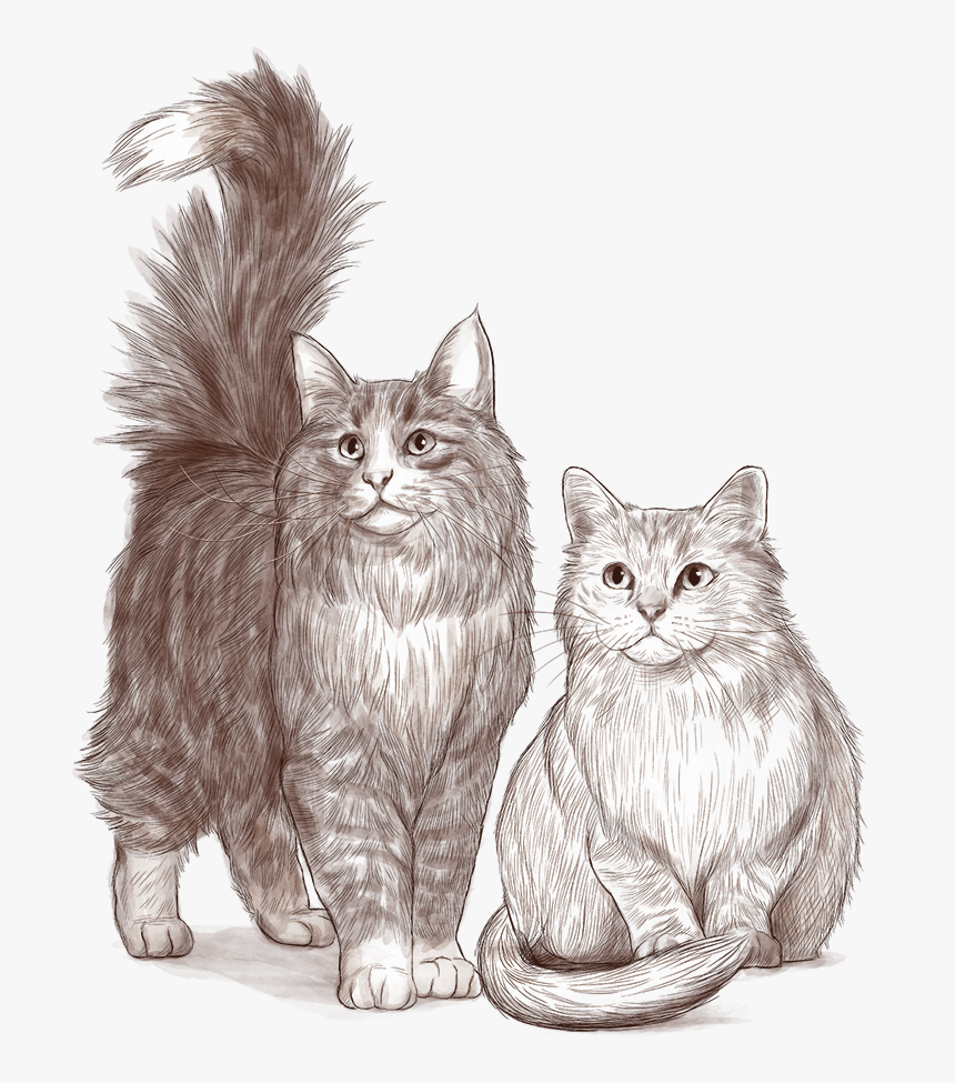 Transparent Gatos Png, Png Download, Free Download