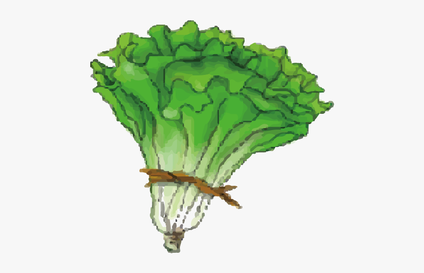 Lettuce Cartoon Png, Transparent Png - kindpng