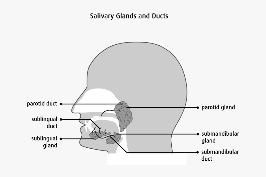 Saliva Contains Water, Electrolytes, Mucus And Enzymes, HD Png Download, Free Download