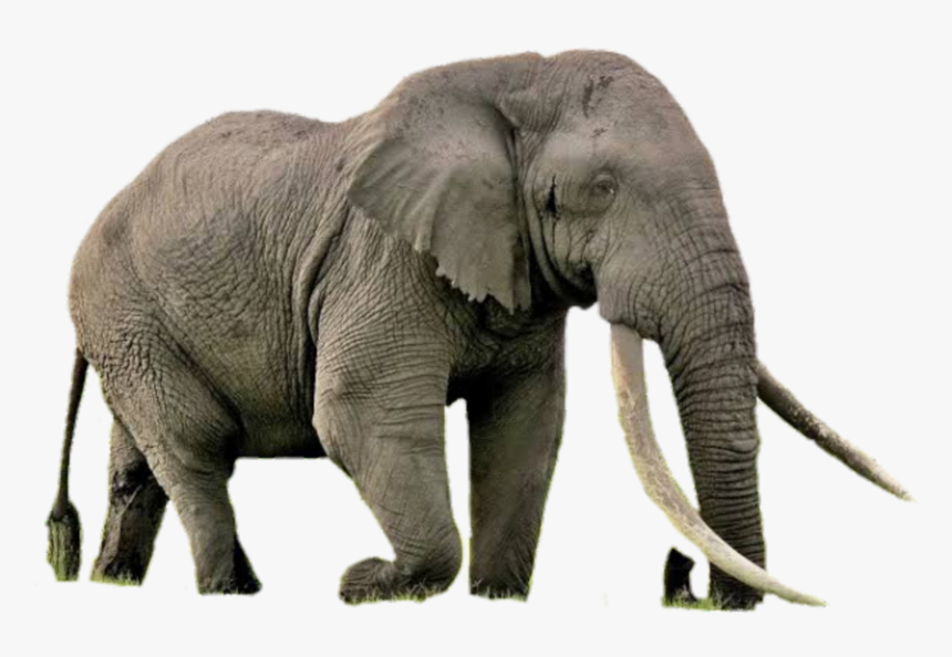 #elefante #elephant, HD Png Download, Free Download