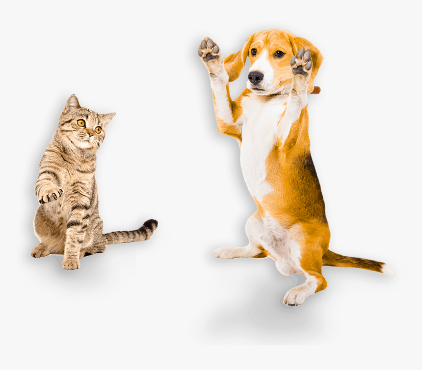 Australian Made Pet Treats - Dog With Paws Up, HD Png Download, Free Download