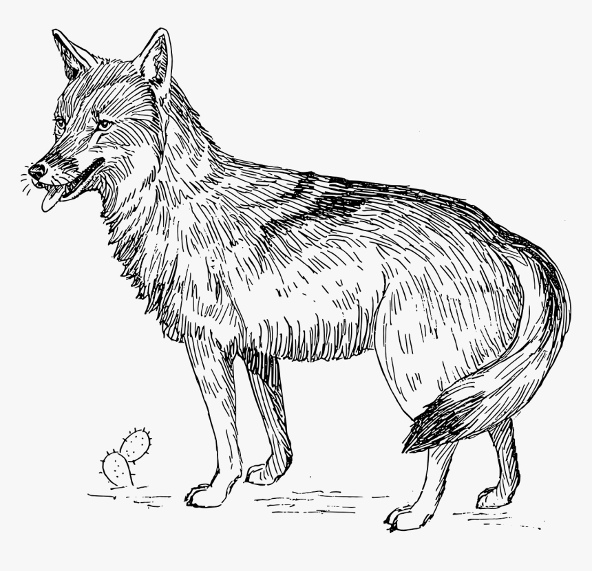 Coyote Clip Art Black And White, HD Png Download, Free Download