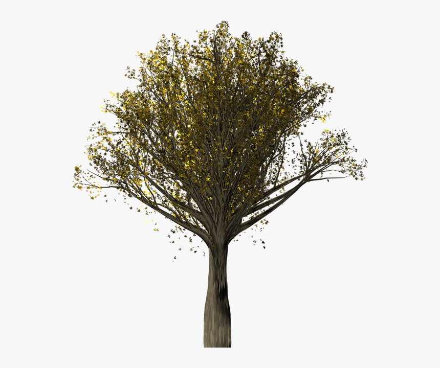 Tree, Oak, Oak Tree, Quercus, Fall Leaves, Fall Colors - Chêne Png, Transparent Png, Free Download