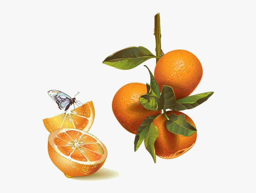 Transparent Mandarin Png - Ilustracion Mandarinas, Png Download, Free Download