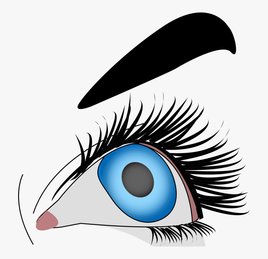 Eye,organ,eyelash - Clipart Oeil, HD Png Download, Free Download