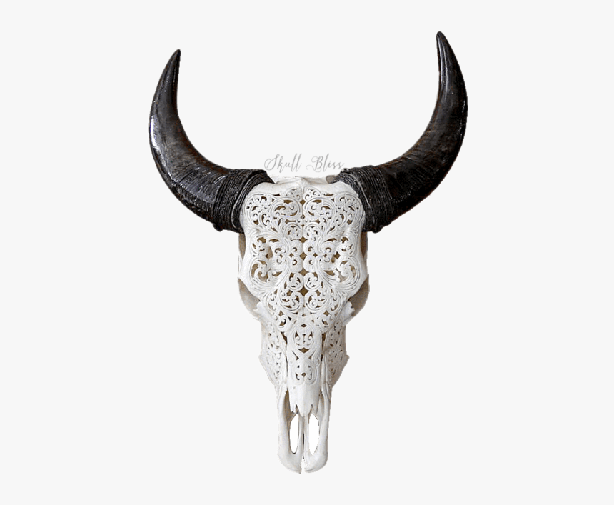 Skull Variant Skull Only - Buffalo Long Horn Skull, HD Png Download, Free Download