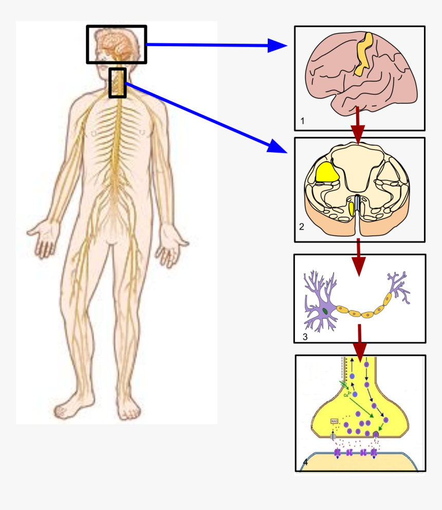 Nervous System Png, Transparent Png, Free Download