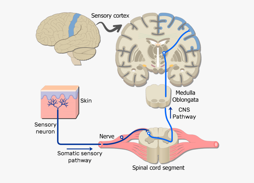 An Image Showing The Sensory Pathway Of The Somatic, HD Png Download, Free Download