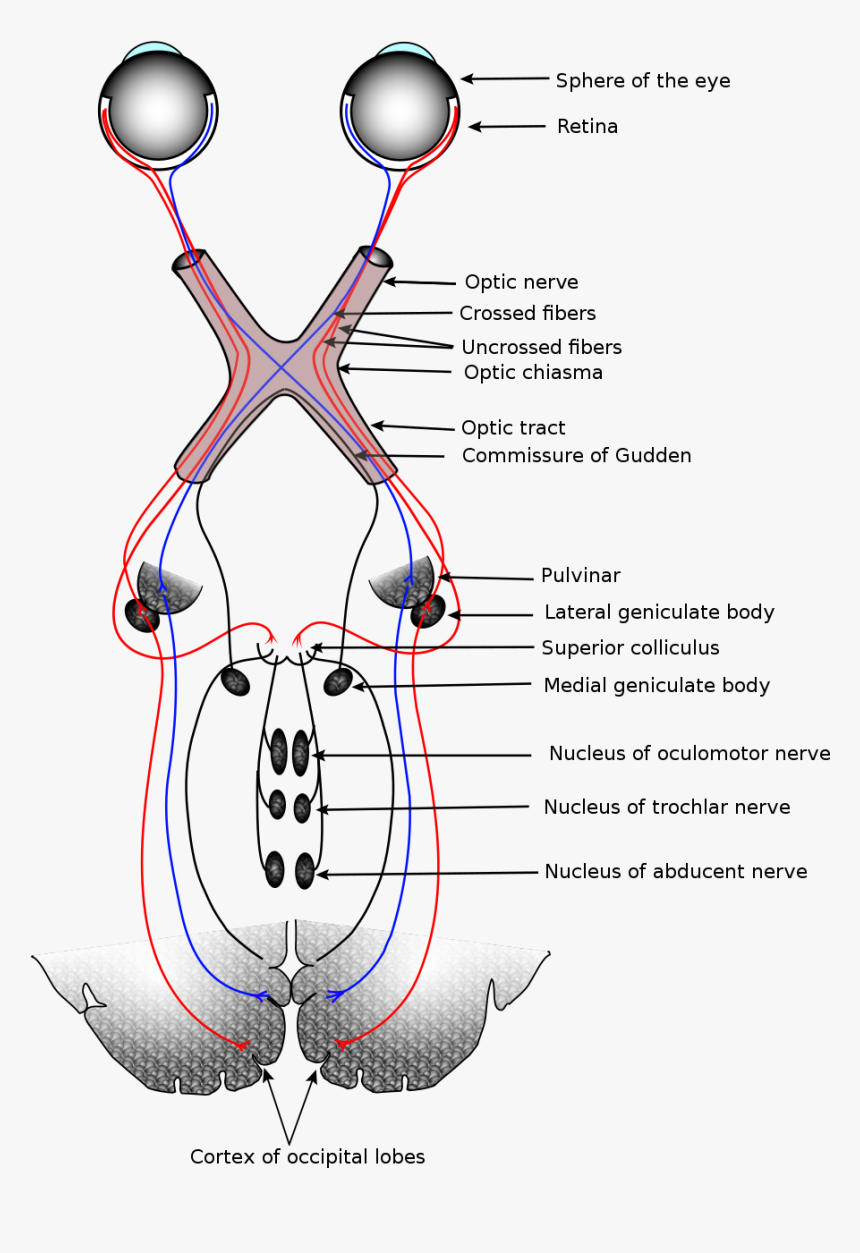 Nervous System Png, Transparent Png, Free Download