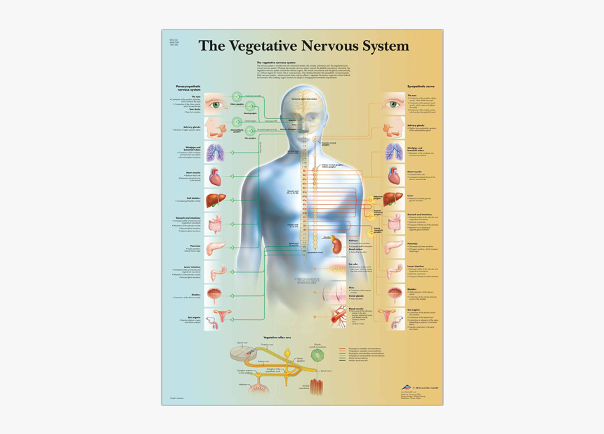 Vegetative Nervous System, HD Png Download, Free Download