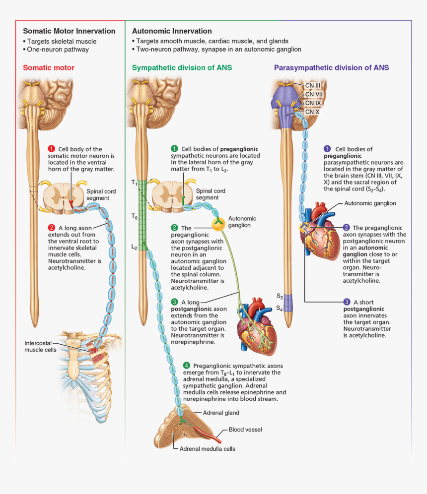 Nervous System Png, Transparent Png, Free Download