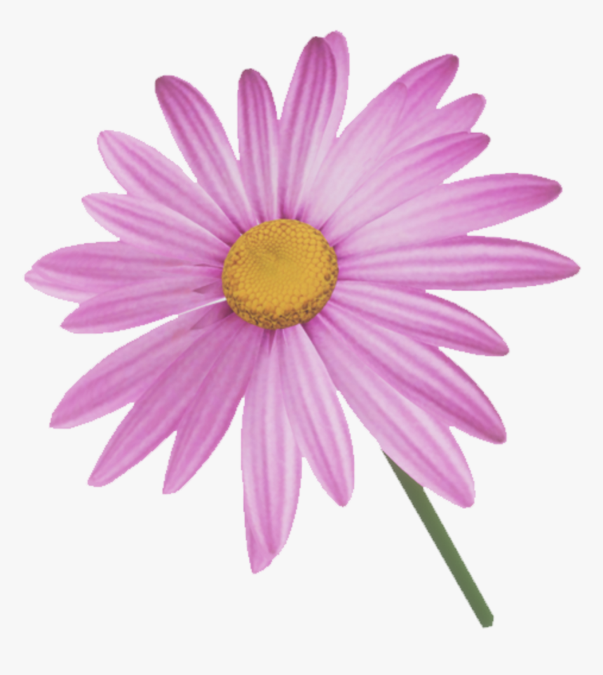 Marguerite Daisy, HD Png Download, Free Download