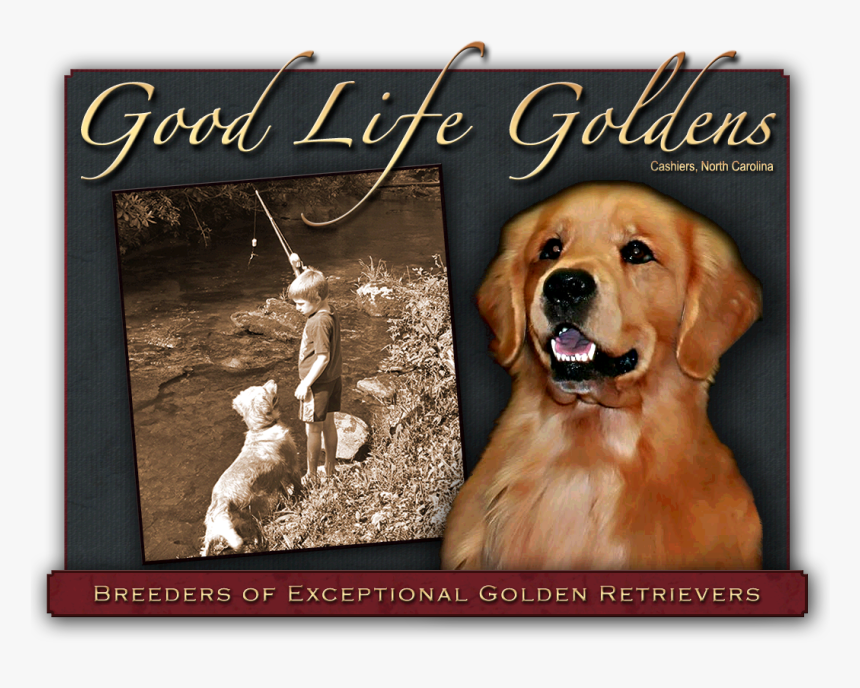 Welcome To Good Life Goldens In Cashiers North Carolina,, HD Png Download, Free Download