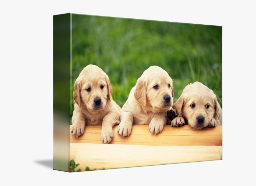 Clip Art Pictures Of Golden Retriever Puppies, HD Png Download, Free Download