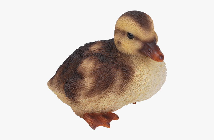 Duckling Png, Transparent Png, Free Download