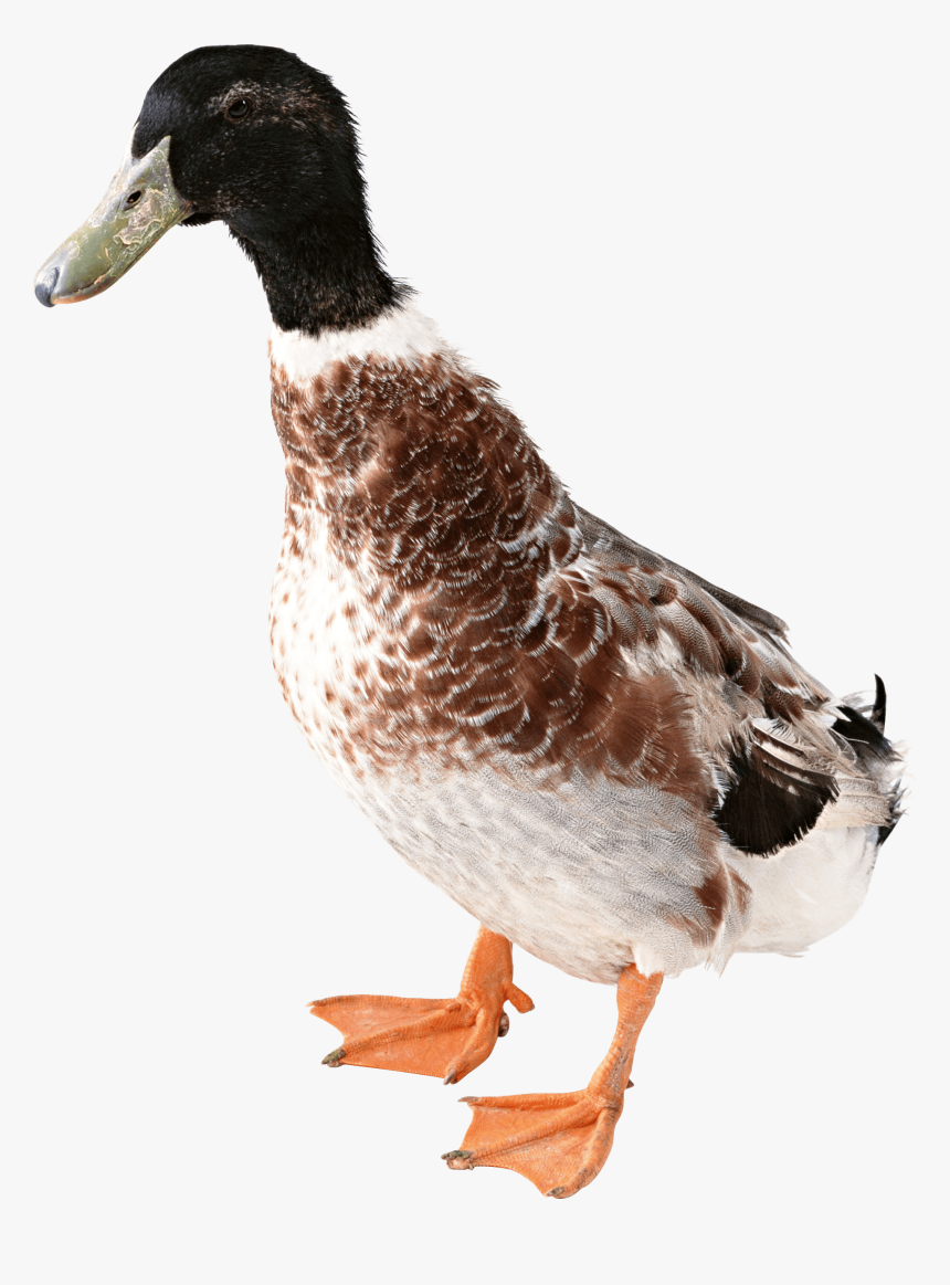 Duck From Front, HD Png Download, Free Download