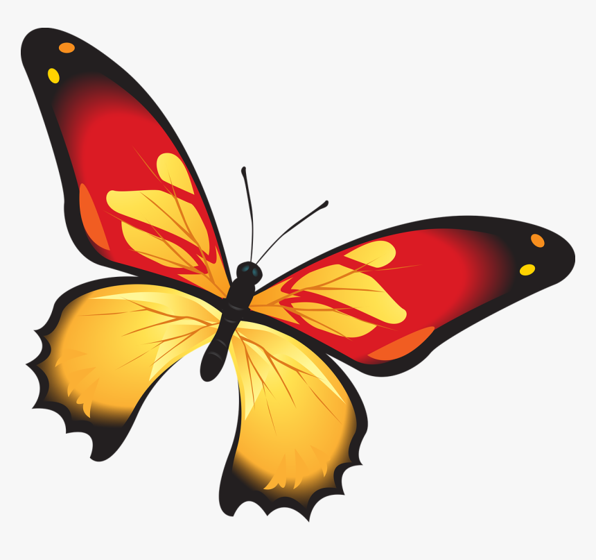 Butterfly Colorful Red Free Photo, HD Png Download, Free Download