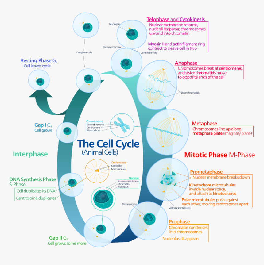 Animal Cell Png, Transparent Png, Free Download