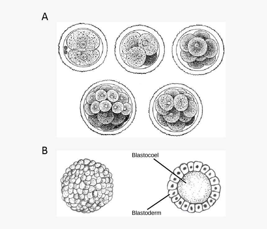 Animal Cell Png, Transparent Png - kindpng