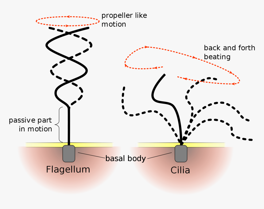 Animal Cell Png, Transparent Png, Free Download