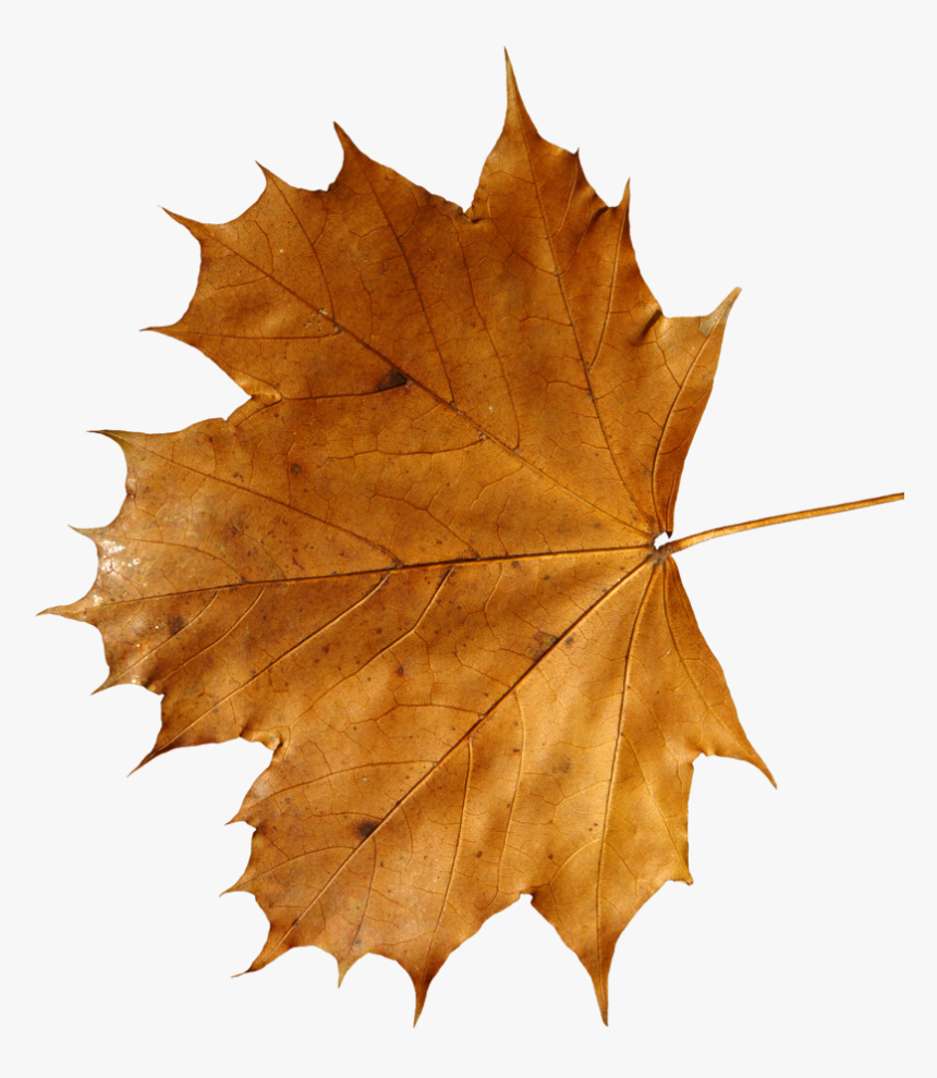 Leaf Pile Png, Transparent Png, Free Download